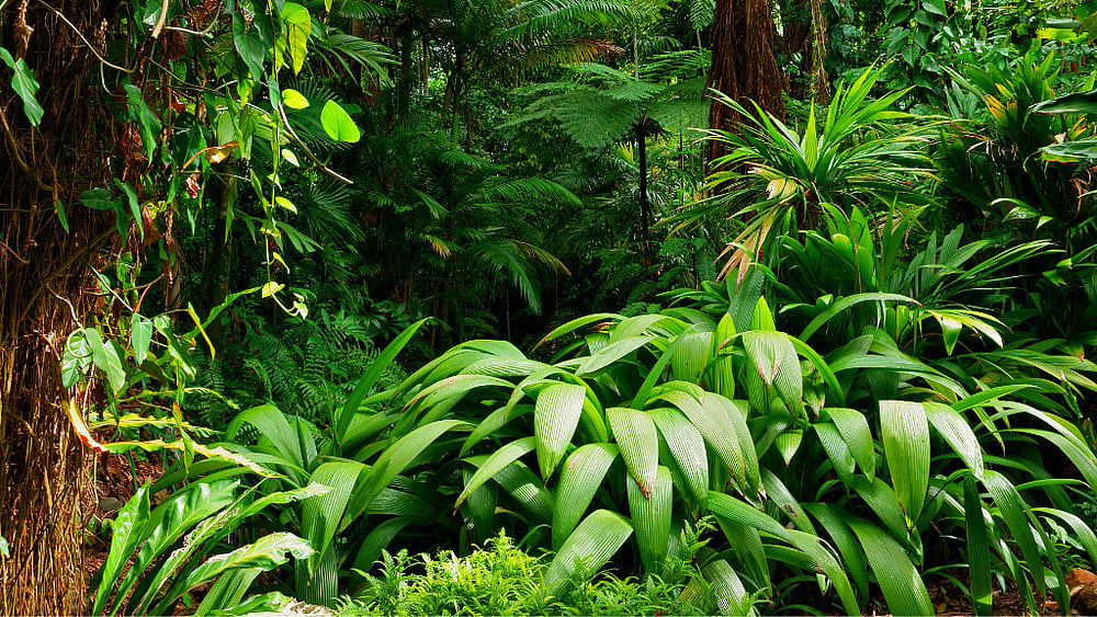 World Rainforest Day